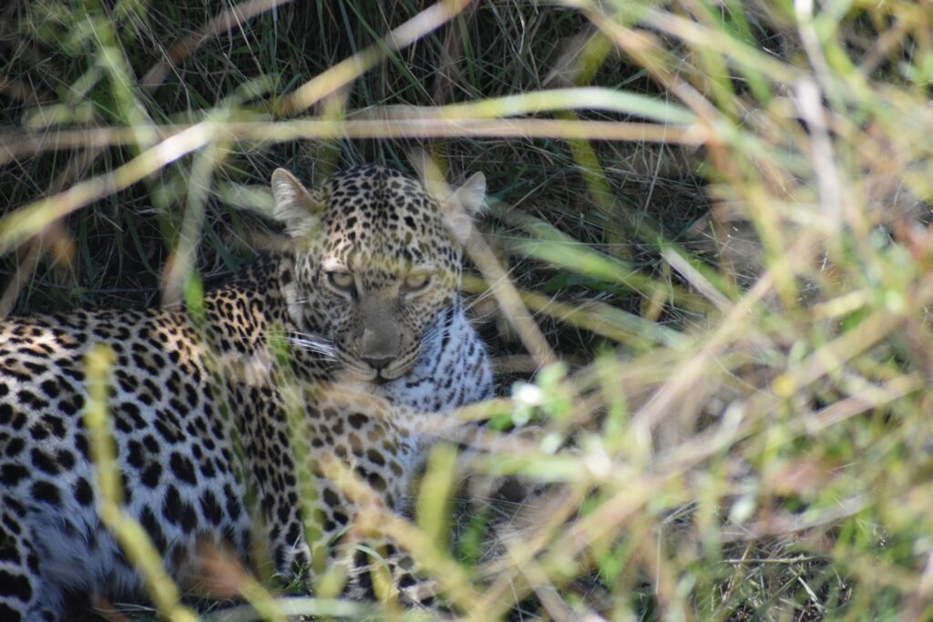 black and white leopard lying on grass