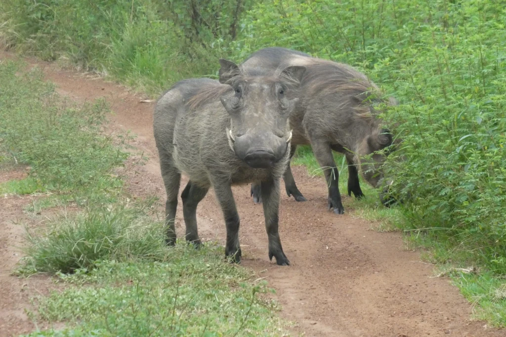 Akagero NP (19)