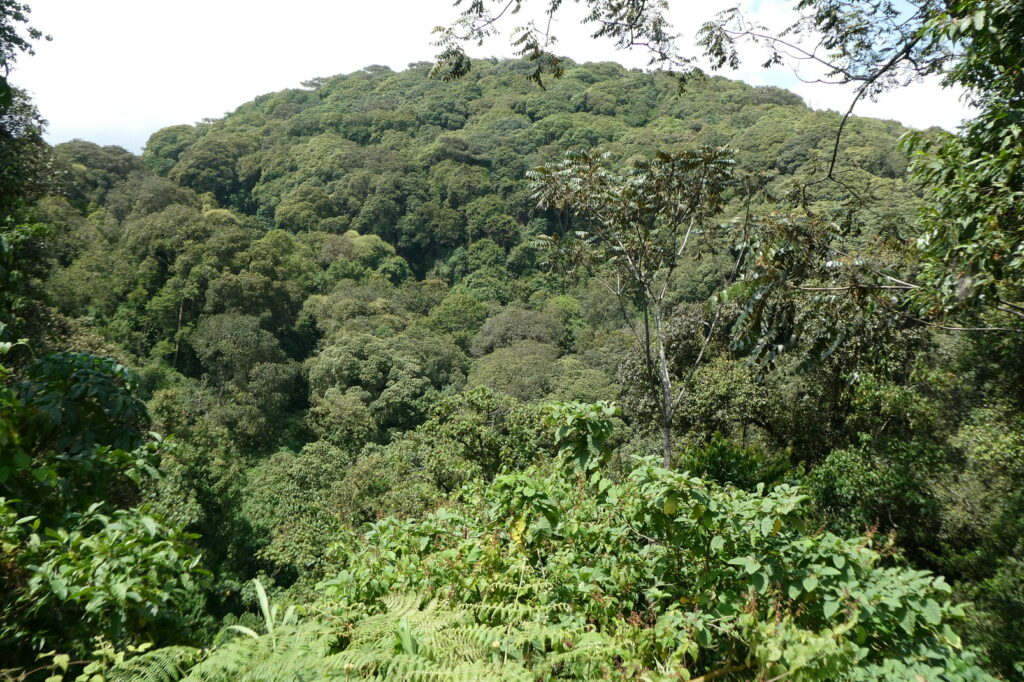 Bwindi 02