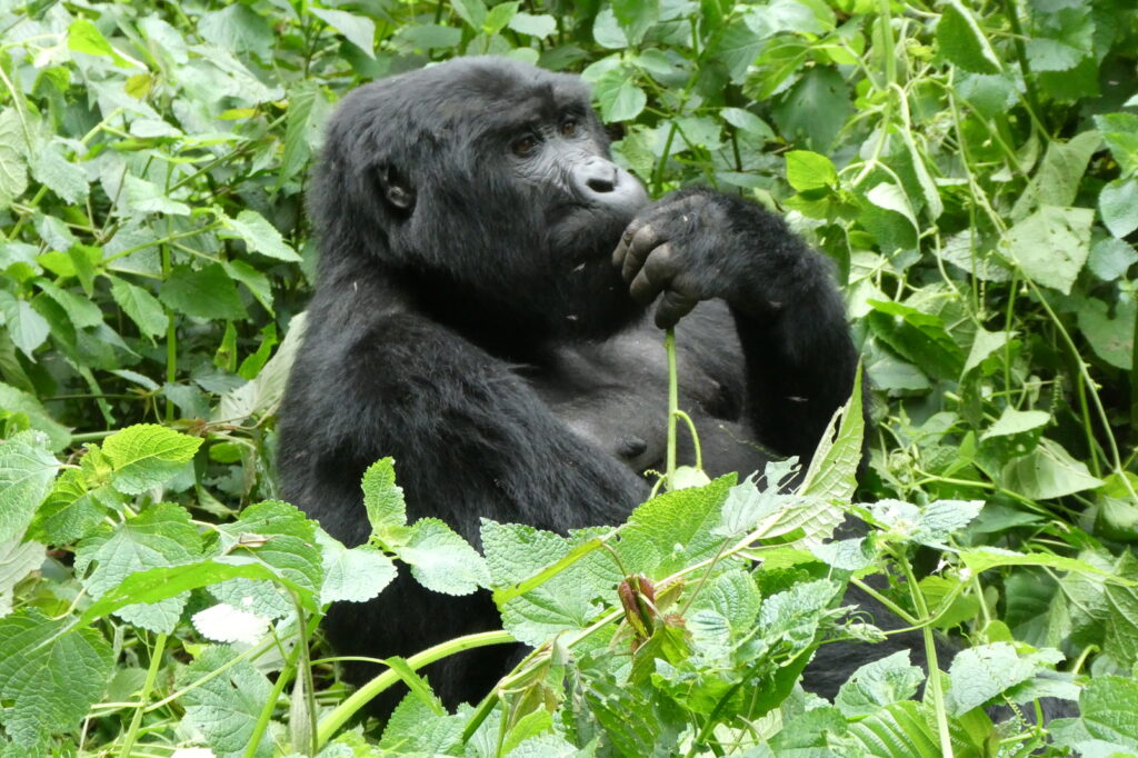 Gorillas 09