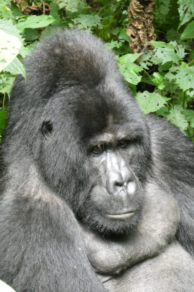 Gorillas 14