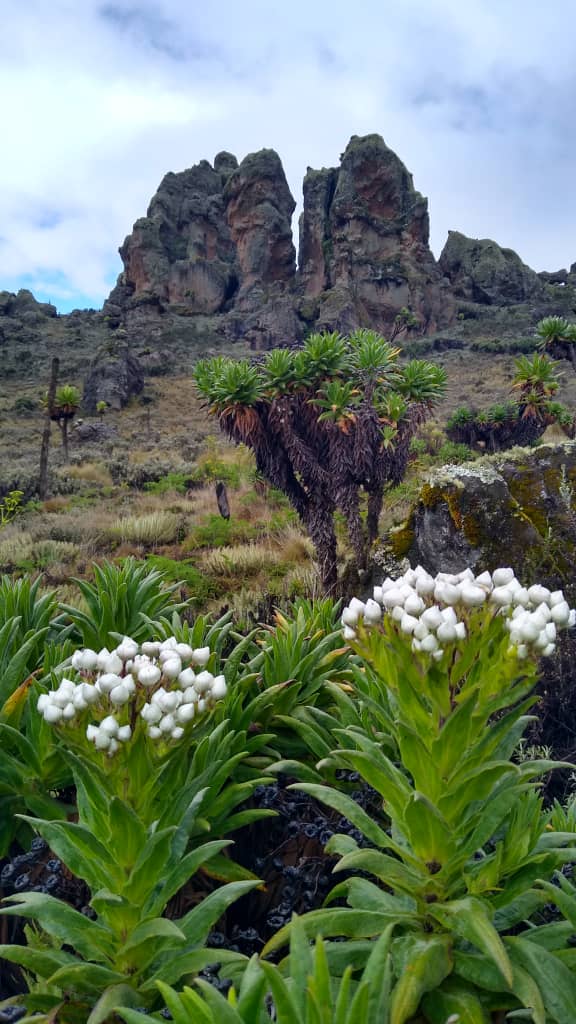 Mount Elgon 05