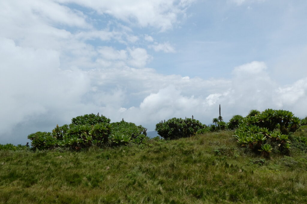 Mt. Bisoke (34)