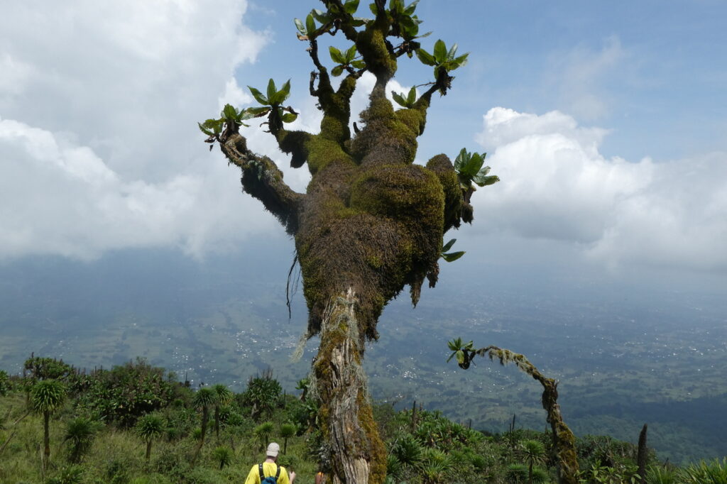 Mt. Bisoke (41)