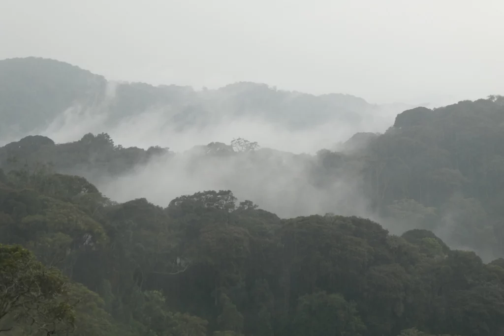 Nyungwe NP (21)