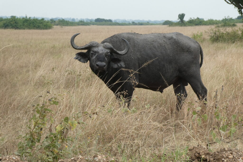 Queen Elisabeth NP (20)