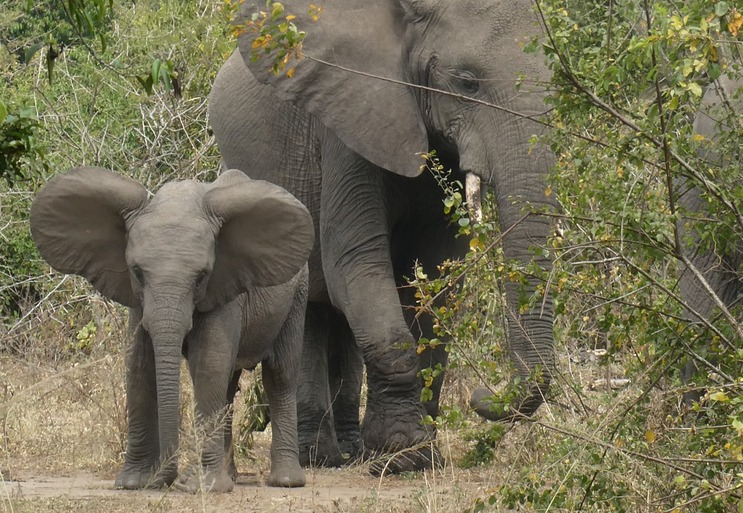 Queen Elisabeth NP (28)