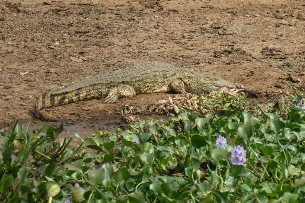 Queen Elisabeth NP (49)