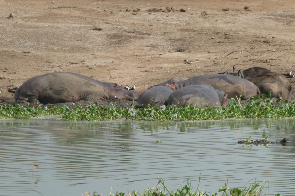 Queen Elisabeth NP (52)