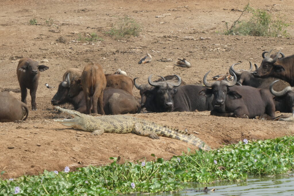 Queen Elisabeth NP (54)