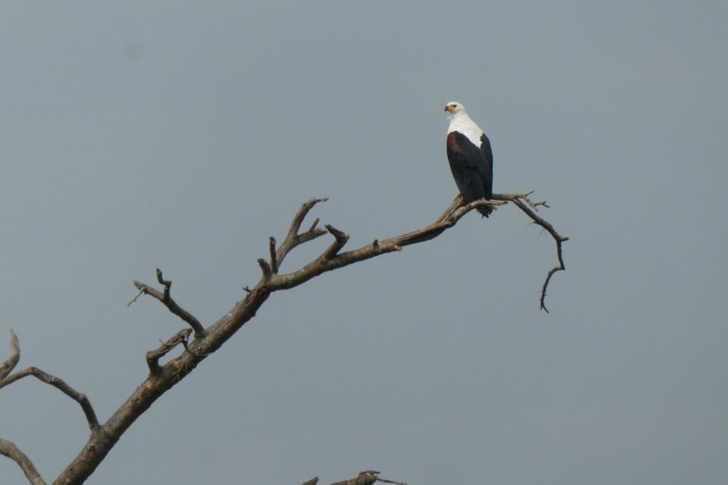 Queen Elisabeth NP (61)