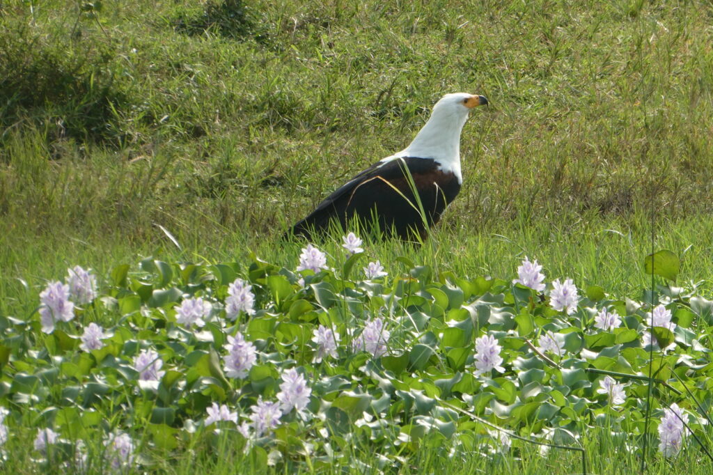 Queen Elisabeth NP (65)