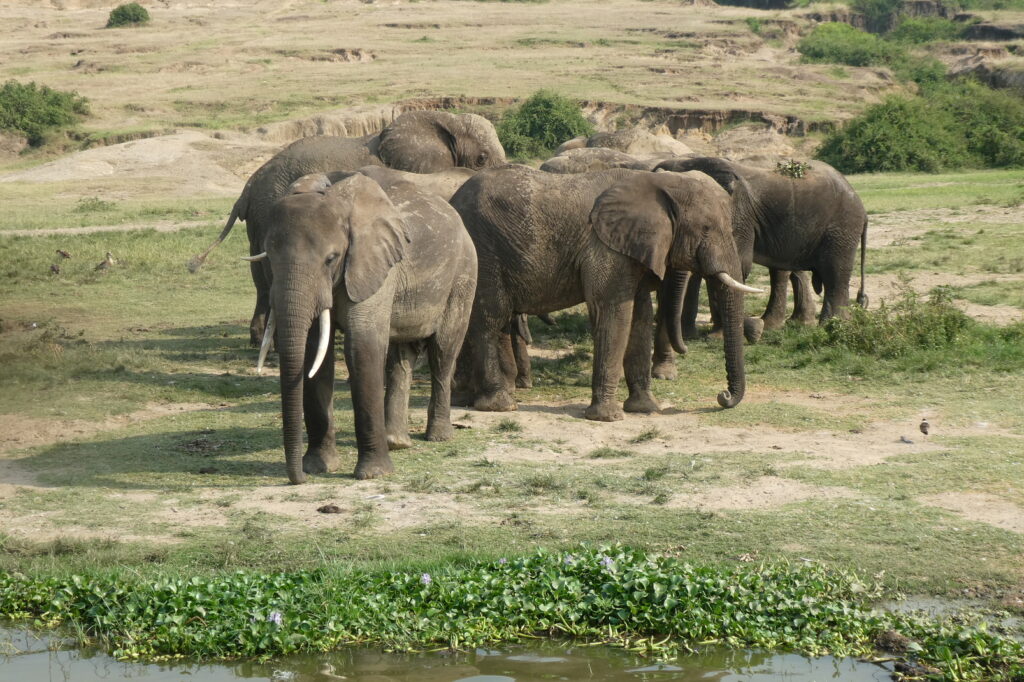 Queen Elisabeth NP (75)