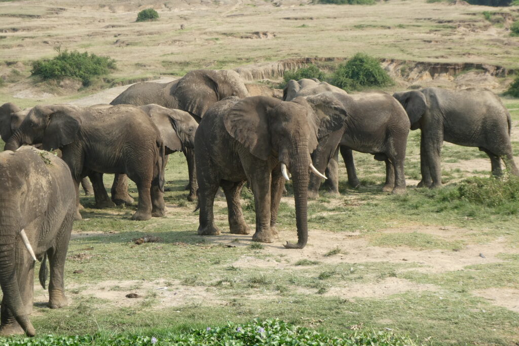 Queen Elisabeth NP (79)