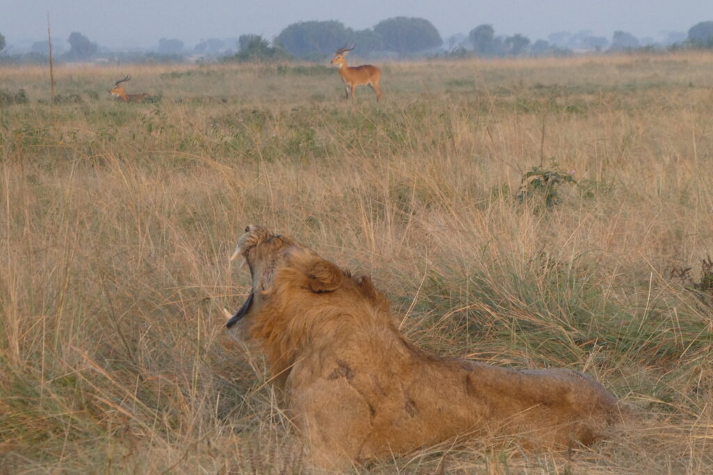 Queen Elisabeth NP (8)