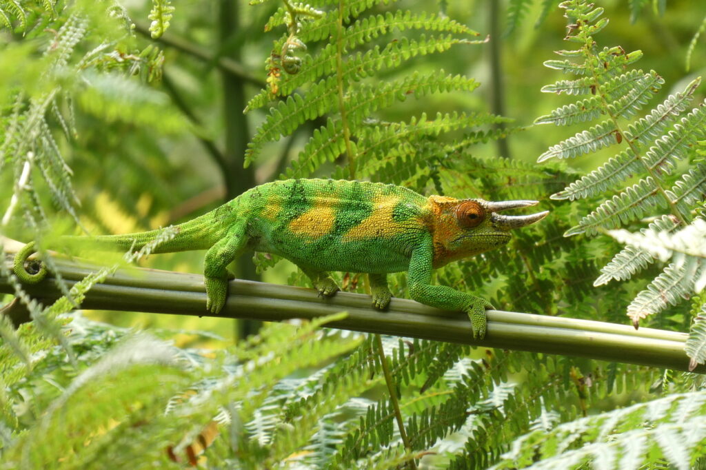 Rwenzori Mountains 01 (12)