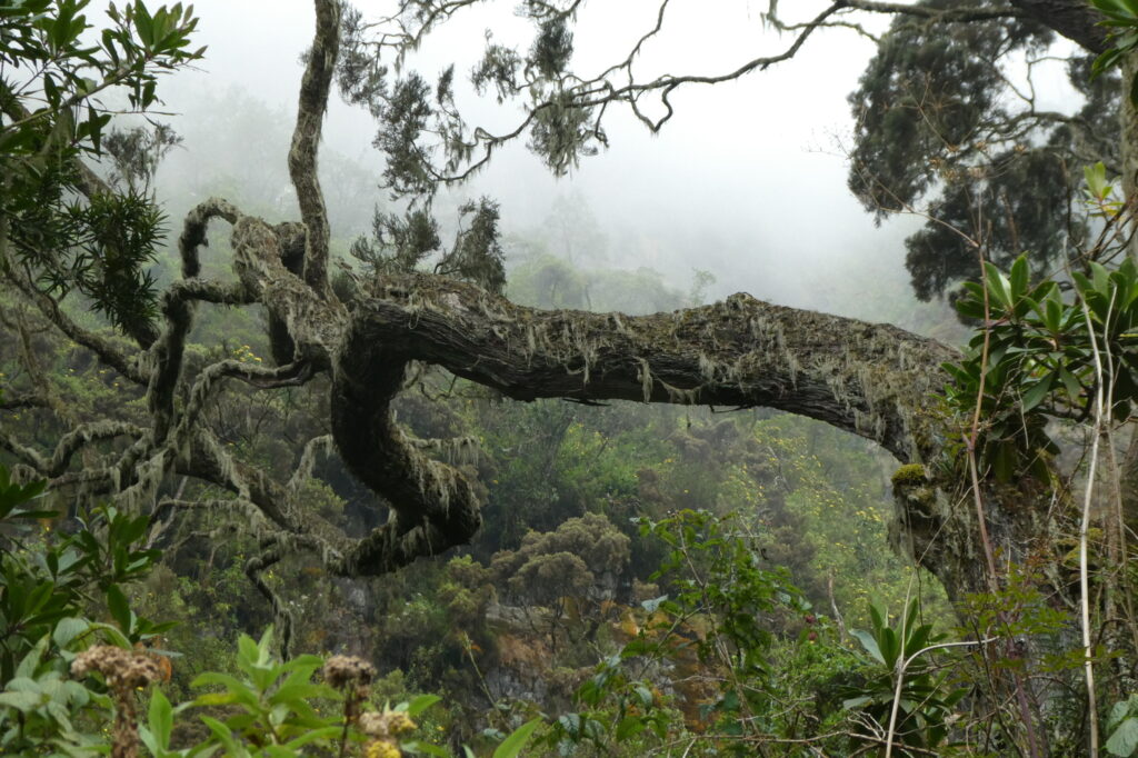 Rwenzori Mountains 02 (15)