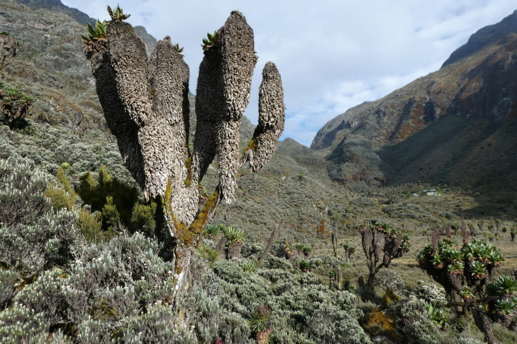 Rwenzori Mountains 4 (1)