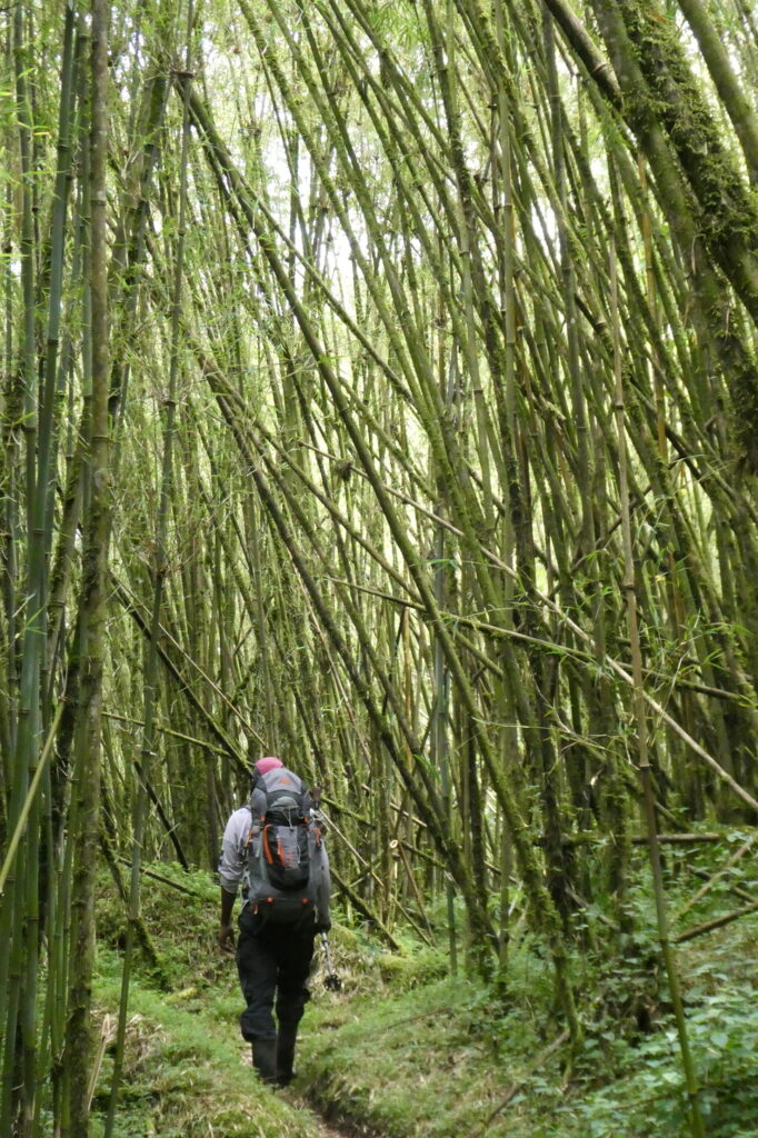 Rwenzori Mountains 7 (19)