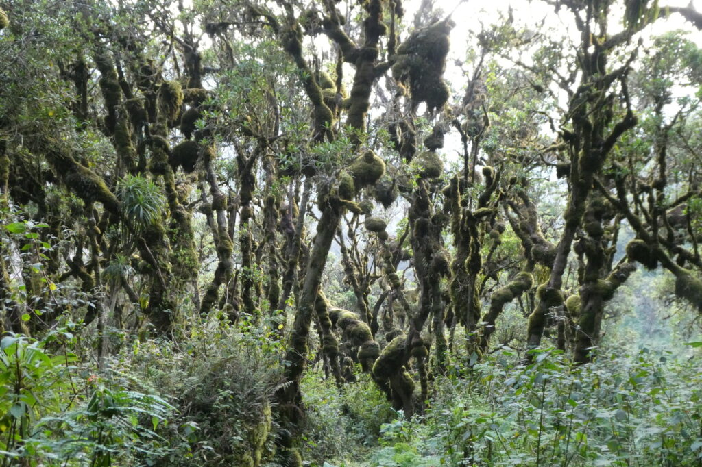 Rwenzori Mountains 7 (2)