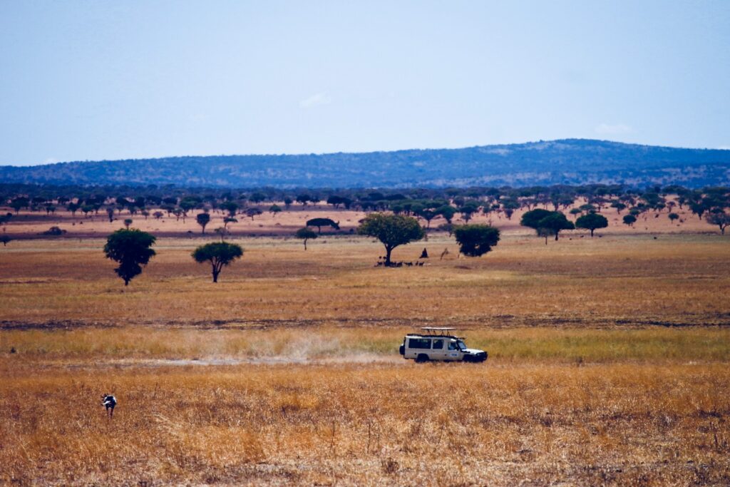 Serengeti Drive