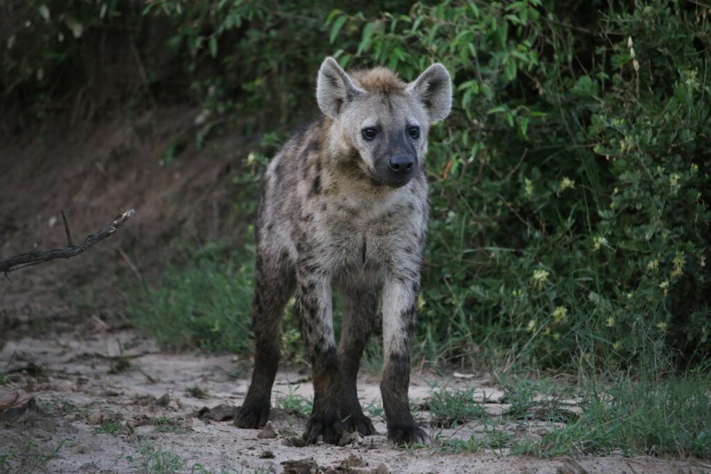 a spotted hyena standing on a dirt road