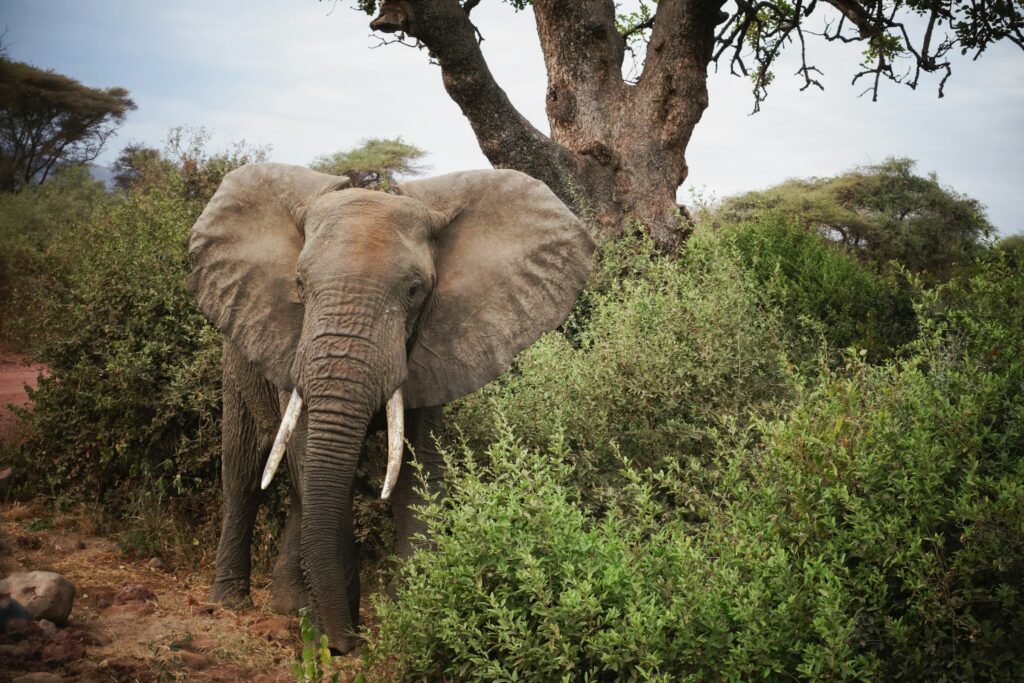 manyara elephant