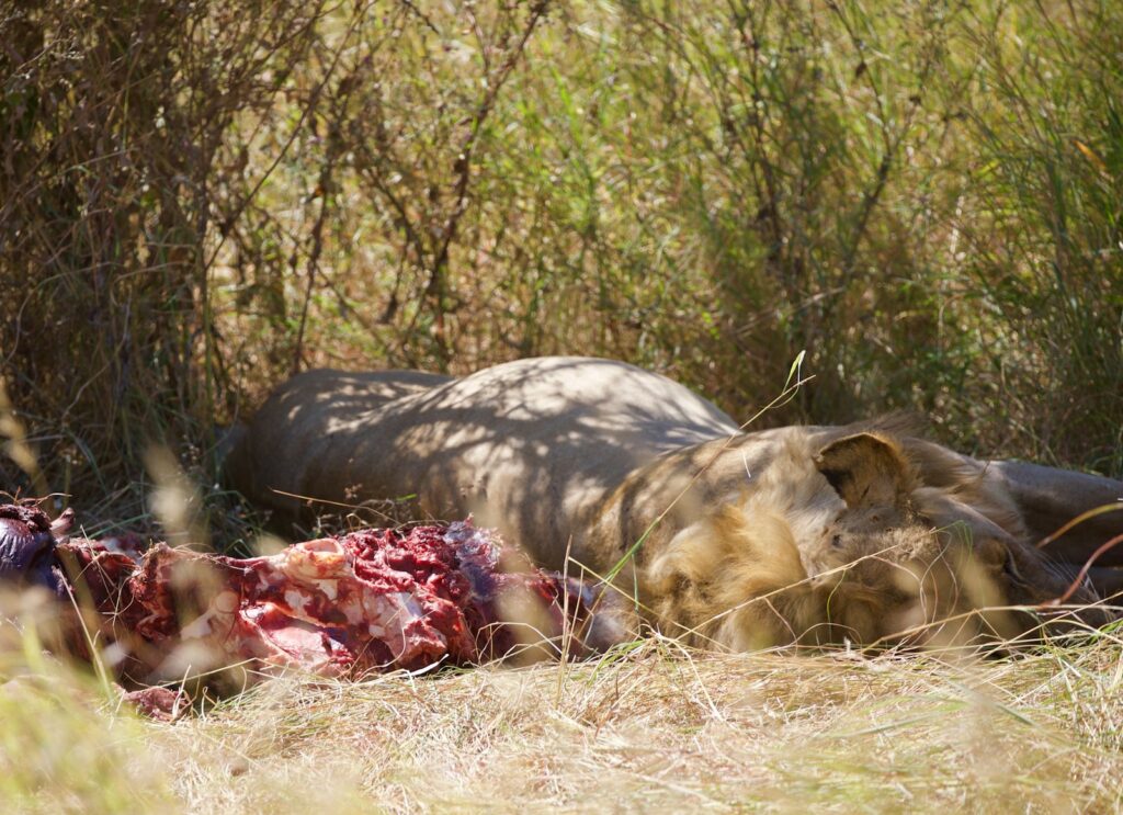 brown and black leopard lying on ground