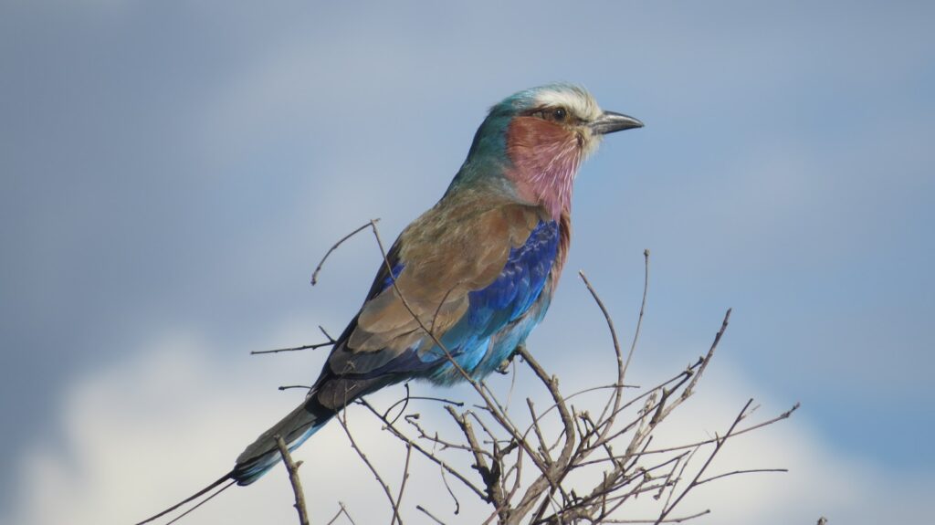 blue and brown bird on bare tree during daytime