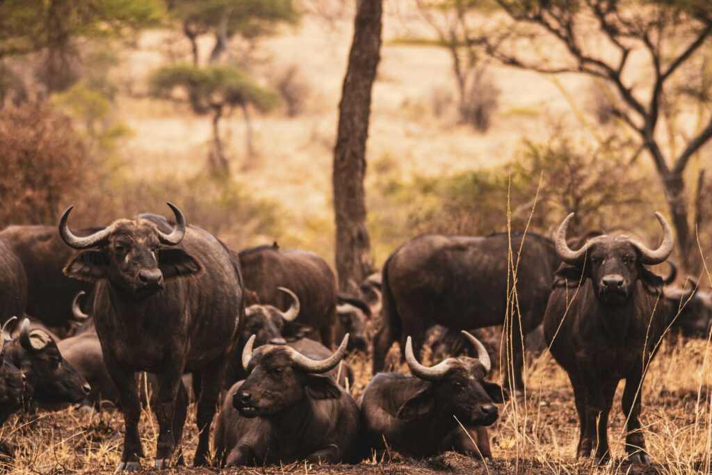 serengeti Buffalo