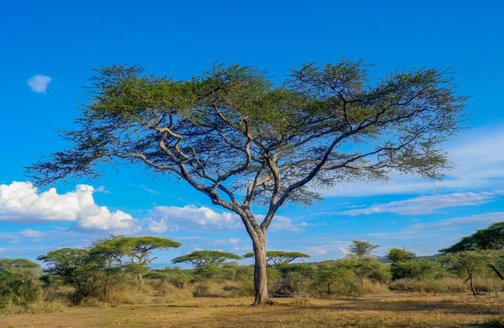 serengeti Plantation