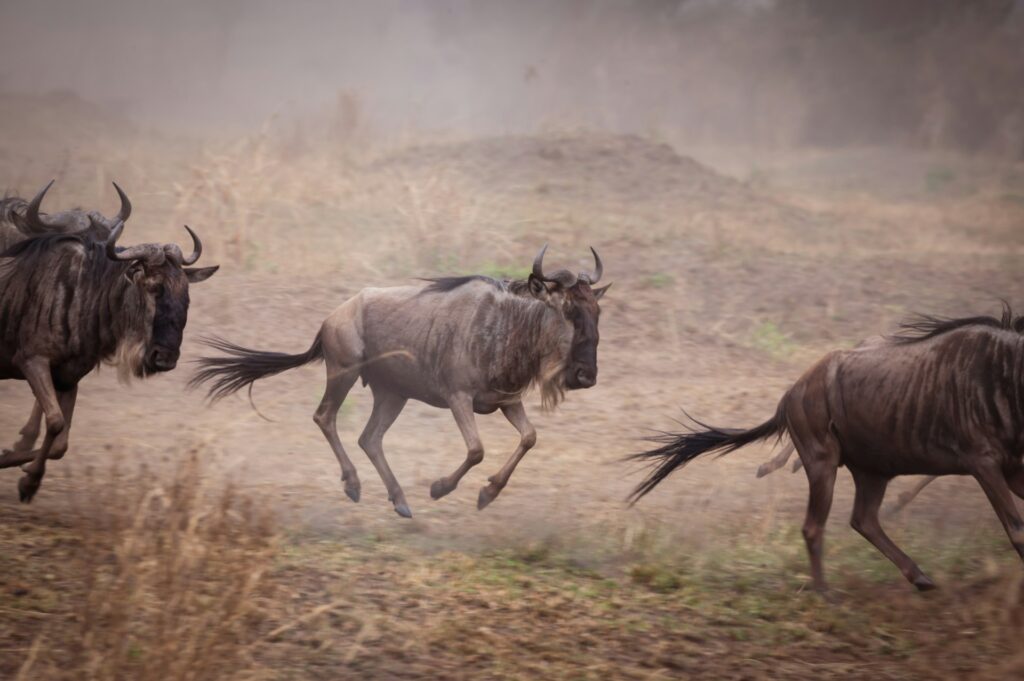 serengeti wildlife