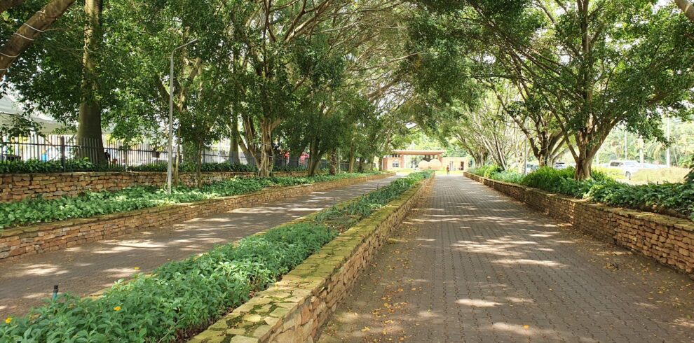 a paved road with trees lining both sides of it